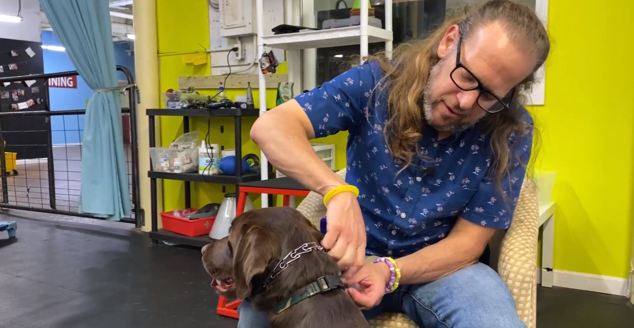 Dog Training Collars