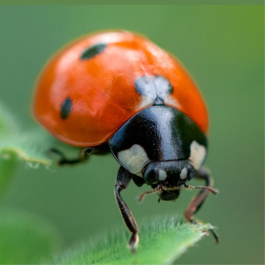 BugSmash | Visual Feedback & Review Tool