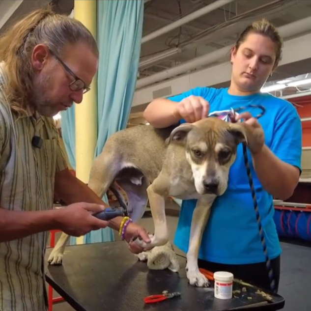 Our Top Nail Trimmer / Grinder. 