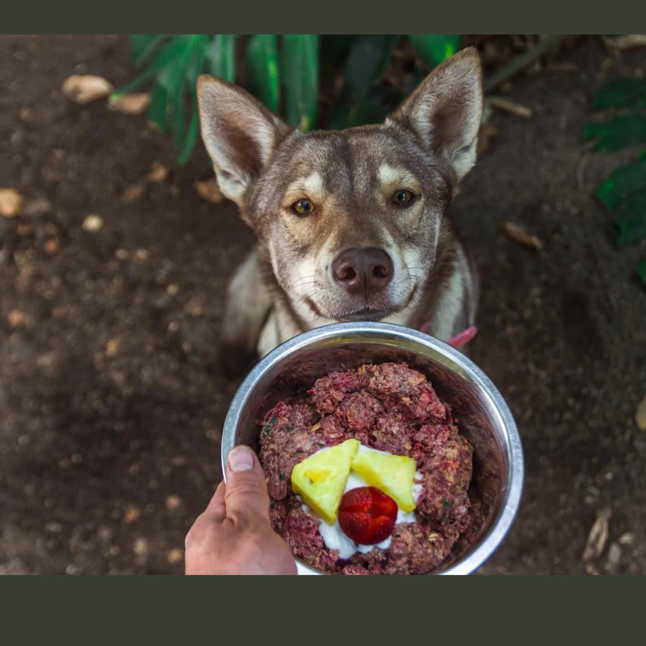 Eat Raw! Raw Dog Food 