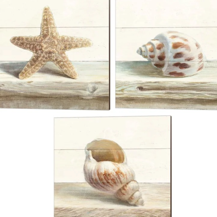 Driftwood Shell I, II & III - 3 Piece Unframed Print on Canvas