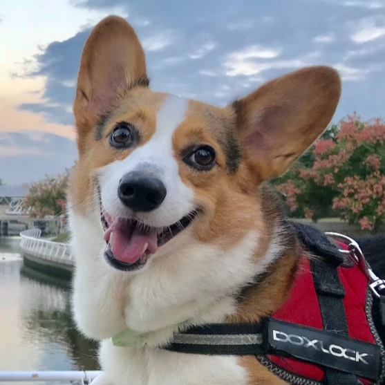 Dog Products