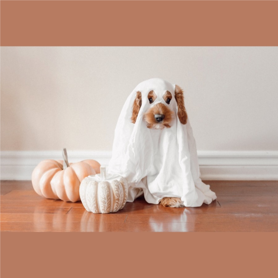 25% Off Halloween Faves at Petco 🎃